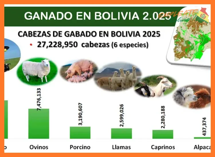Áreas de Oportunidad más Frecuentes en Bolivia