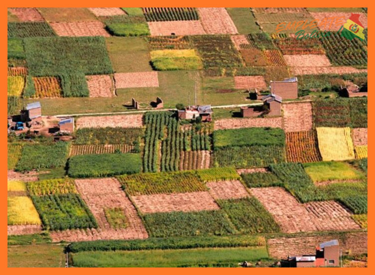 ¿En qué sectores o posiciones específicas dentro de la industria agroindustrial en Bolivia se encuentran los paquetes remunerativos más competitivos?